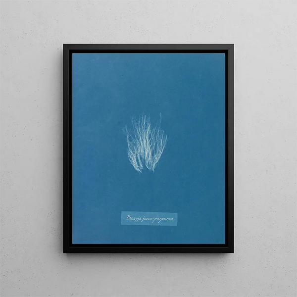 Anna Atkins - Bangia fuscopurpurea.webp
