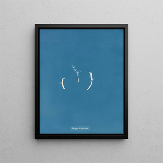 Anna Atkins - Bangia laminariae.webp