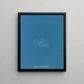 Anna Atkins - Batrachospermum stagnale.webp