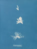 Bryopsis hypnoides - Anna Atkins — weergave van het kunstwerk