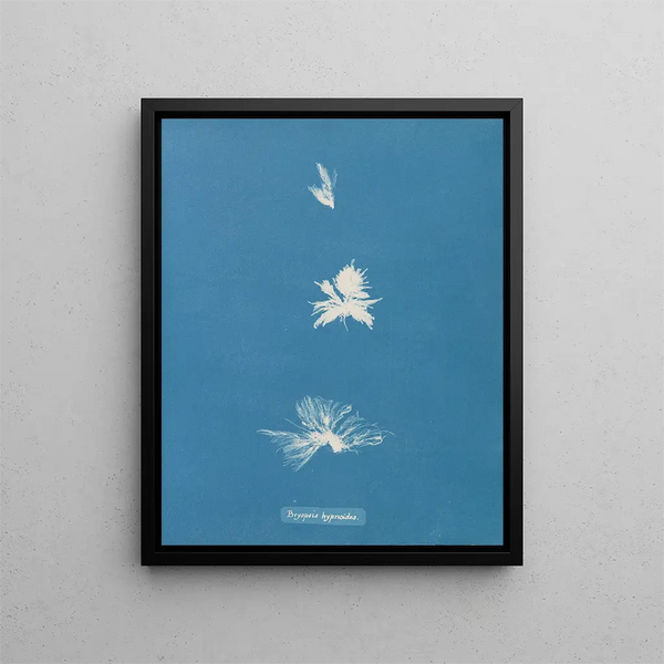 Anna Atkins - Bryopsis hypnoides.webp