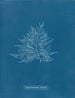 Roze van Callithamnion - Anna Atkins — weergave van het kunstwerk