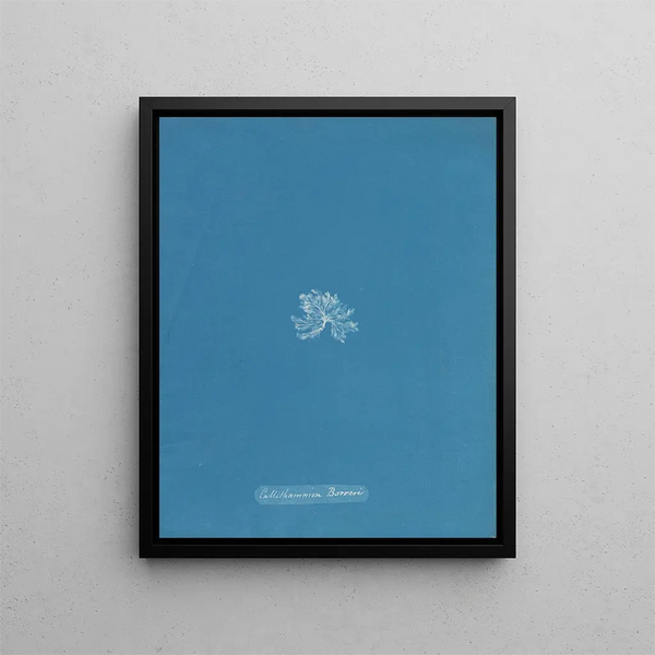 Anna Atkins - Callithamnion Borreri.webp