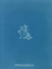 Callithamnion hookeri var. - Anna Atkins — weergave van het kunstwerk