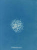 Callithamnion roseum - Anna Atkins — weergave van het kunstwerk