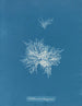 Callithamnion tetragonum - Anna Atkins — weergave van het kunstwerk