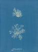 Calothrix confervicola - Anna Atkins — artwork view