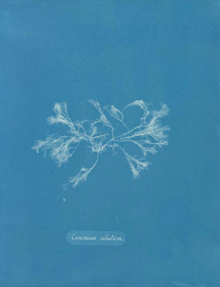 Anna Atkins - Ceramium ciliatum.webp