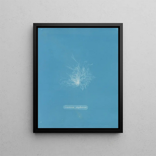 Anna Atkins - Ceramium diaphanum.webp