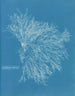 Keramisch schilderij rood - Anna Atkins — weergave van het kunstwerk