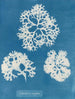 Schelpen knapperig - Anna Atkins — weergave van het kunstwerk