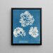 Schelpen knapperig - Anna Atkins — ingelijst kunstwerk aan de muur