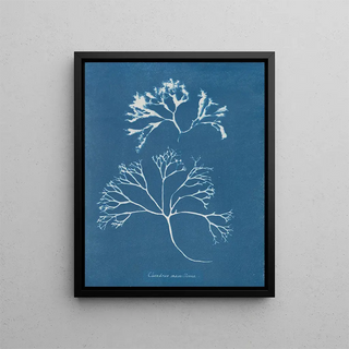 Anna Atkins - Chondrus mamillosus.webp