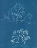 van Chondrus membranifolius - Anna Atkins | Schilderij — weergave van het kunstwerk