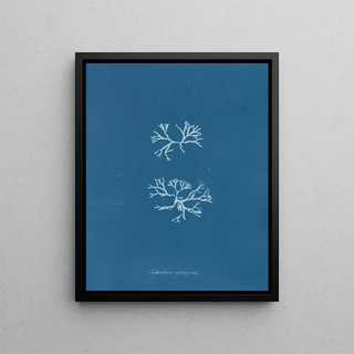 Anna Atkins - Chondrus norvegicus.webp