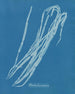 Chorda lomentaria - Anna Atkins — weergave van het kunstwerk