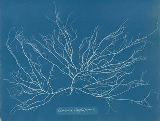 Chordaria flagelliformis - Anna Atkins — weergave van het kunstwerk