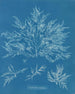 Chylocladia clavellosa - Anna Atkins — weergave van het kunstwerk