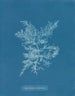 Chylocladia califormis - Anna Atkins — weergave van het kunstwerk