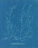Chylocladia kaliformis in de vruchten - Anna Atkins — weergave van het kunstwerk
