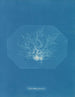 Chylocladia petite - Anna Atkins — weergave van het kunstwerk