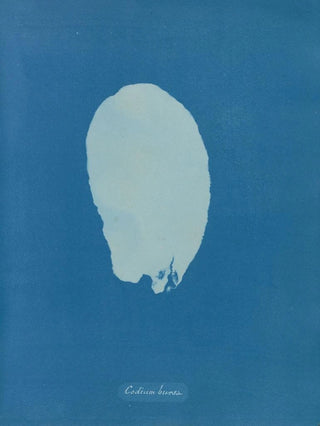 Anna Atkins - Codium Bursa.webp