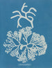 Codium tomentosum - Anna Atkins — weergave van het kunstwerk