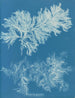 Comparer mince - Anna Atkins — weergave van het kunstwerk