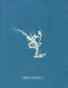 Conferva rouillé - Anna Atkins — weergave van het kunstwerk