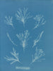 Coralline allongée - Anna Atkins — weergave van het kunstwerk