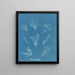 Coralline allongée - Anna Atkins — ingelijst kunstwerk aan de muur