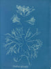 Corallina officinalis - Anna Atkins — weergave van het kunstwerk