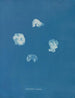 Corynephora marina - Anna Atkins — weergave van het kunstwerk