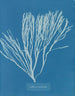 Couverts multifida - Anna Atkins — weergave van het kunstwerk