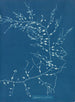 Cystoseira fibrosa - Anna Atkins — weergave van het kunstwerk