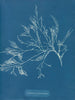 Cystoseira foeniculacea - Anna Atkins — weergave van het kunstwerk