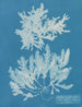 Delesseria sinuosa marge ciliée a du fruit - Anna Atkins — weergave van het kunstwerk