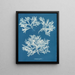 Delesseria ailée - Anna Atkins — ingelijst kunstwerk aan de muur
