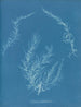 Delesseria hypoglossum - Anna Atkins — weergave van het kunstwerk