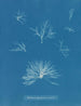 Delesseria hypoglossum in de vruchten - Anna Atkins — weergave van het kunstwerk
