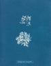 Delesseria ruscifolia - Anna Atkins — weergave van het kunstwerk