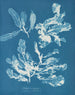 Delesseria sanguinea - Anna Atkins — weergave van het kunstwerk