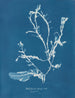 Delesseria sanguinea en fruit - Anna Atkins — weergave van het kunstwerk