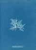 Delesseria sinuosa var. - Anna Atkins — weergave van het kunstwerk