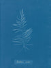 Dichloria viridis - Anna Atkins — weergave van het kunstwerk