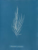 Dictyosiphon foeniculacea - Anna Atkins — weergave van het kunstwerk