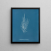Dictyosiphon foeniculacea - Anna Atkins — ingelijst kunstwerk aan de muur
