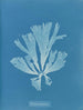 Dictyota atomaria - Anna Atkins — weergave van het kunstwerk