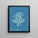 Dictyota atomaria - Anna Atkins — ingelijst kunstwerk aan de muur