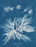 Dictyota dichotoma in jonge staat en in vrucht - Anna Atkins — weergave van het kunstwerk